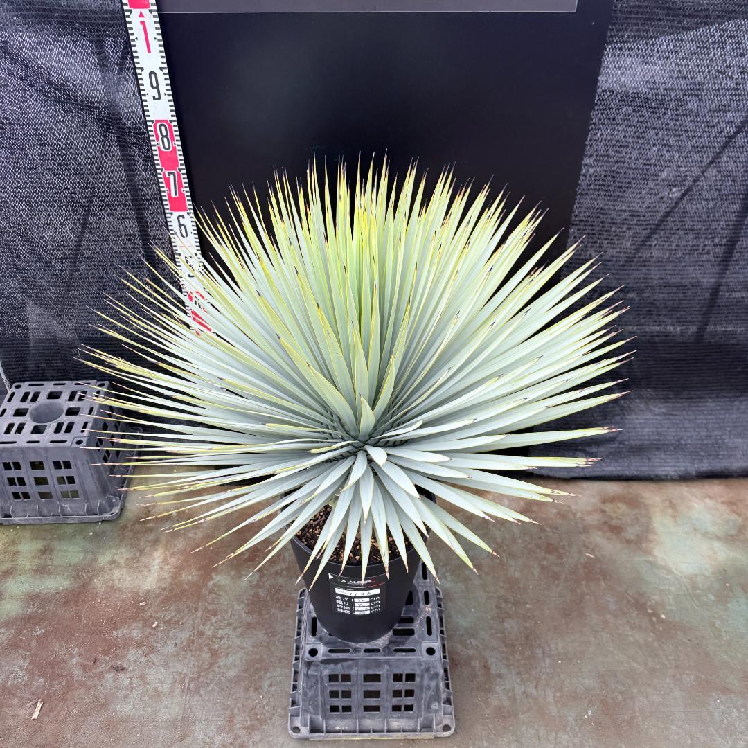 【AL1196】ユッカ　ロストラータ　超シルバー　超超美形　葉数多