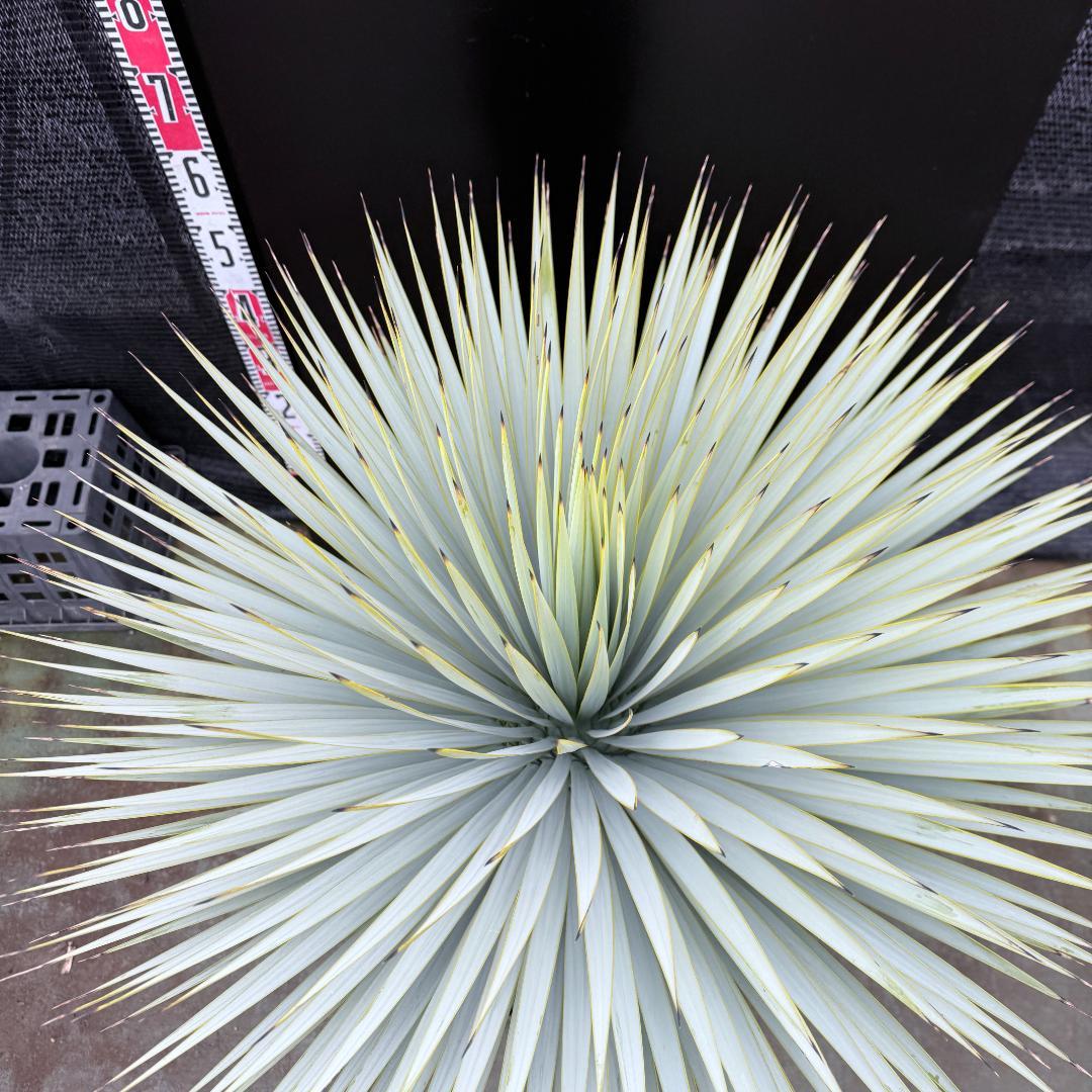 【AL1196】ユッカ　ロストラータ　超シルバー　超超美形　葉数多