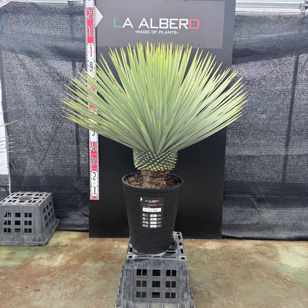 【AL1196】ユッカ　ロストラータ　超シルバー　超超美形　葉数多
