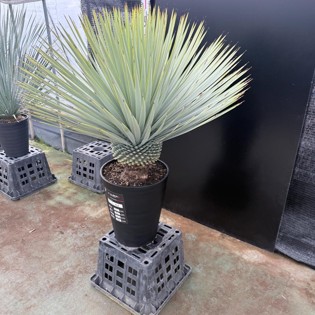 【AL1196】ユッカ　ロストラータ　超シルバー　超超美形　葉数多